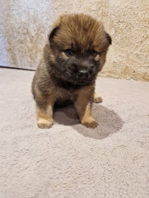 Les chiots de Eurasier