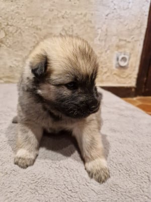 Les chiots de Eurasier