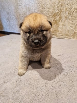 Les chiots de Eurasier