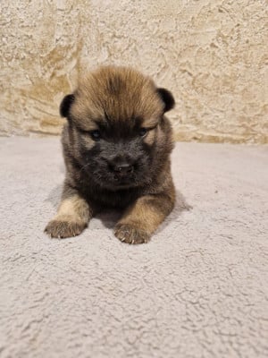 Les chiots de Eurasier