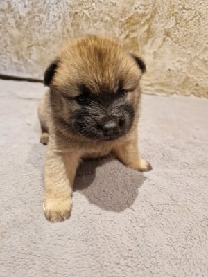 Les chiots de Eurasier