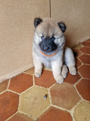 Les chiots de Eurasier