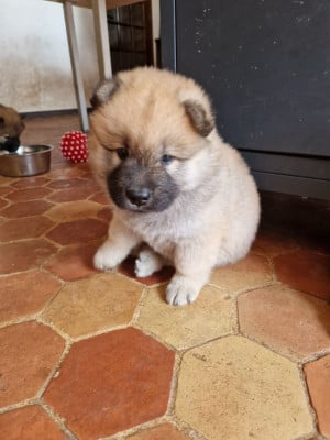 Les chiots de Eurasier