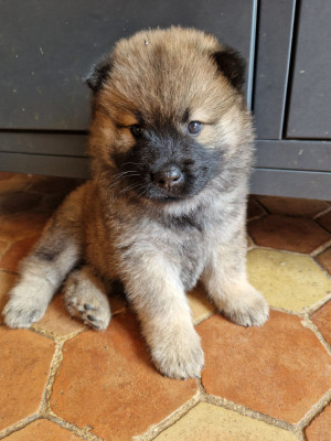 Les chiots de Eurasier