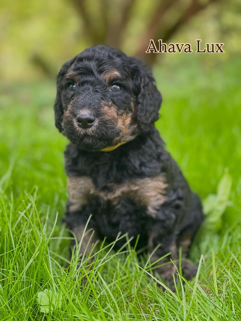 Grand Caniche Ahava Lux