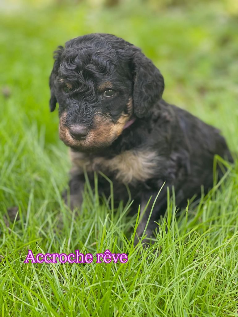 Grand Caniche Accroche Rêve