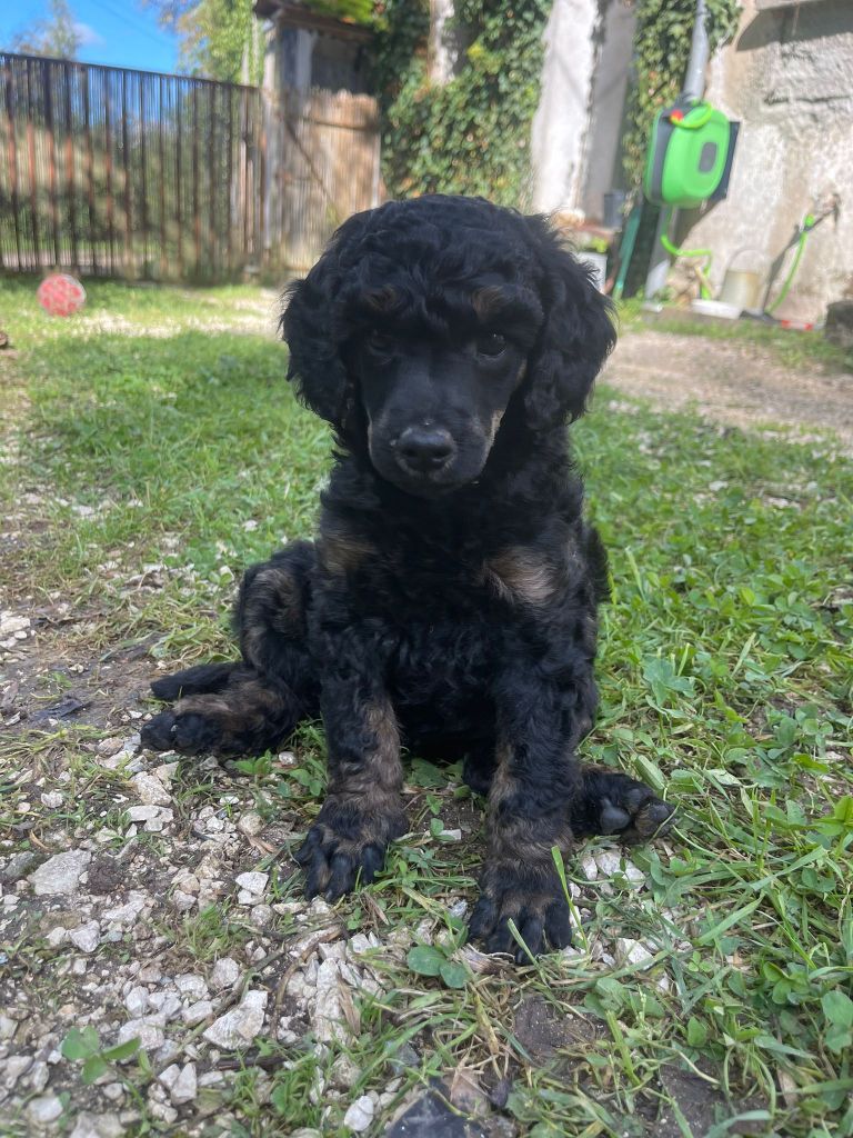 Grand Caniche Aura Dream