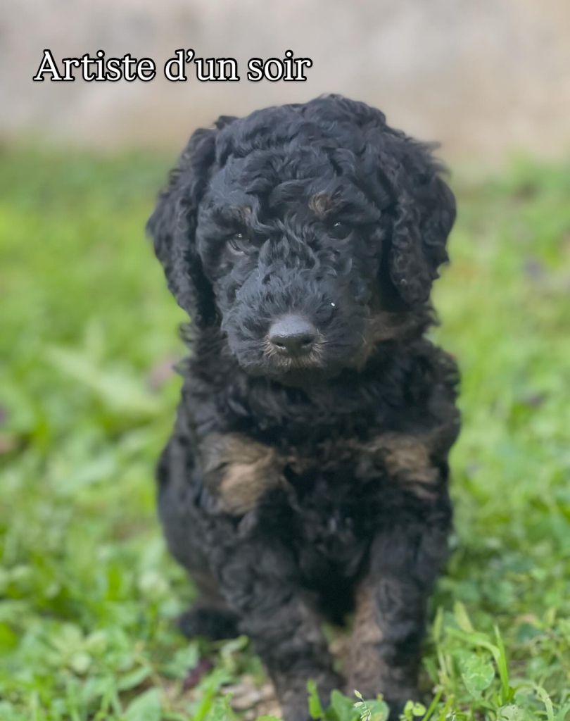 Grand Caniche Artiste d'un soir