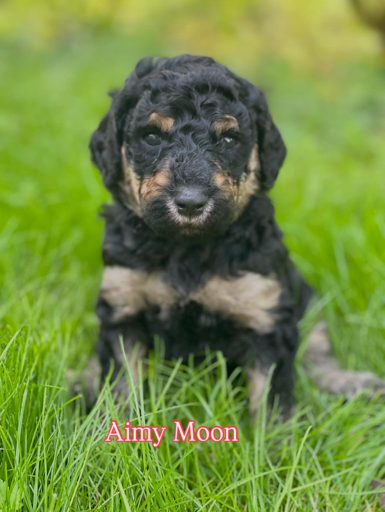 Grand Caniche Aimy Moon