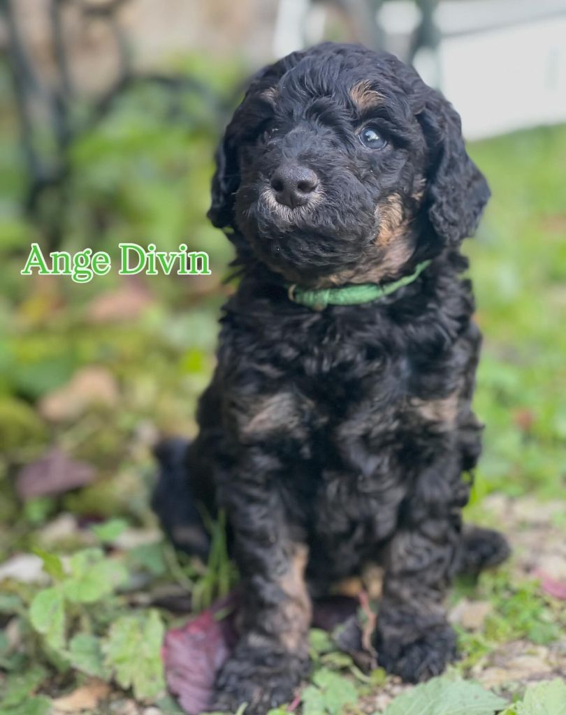 Grand Caniche Ange Divin