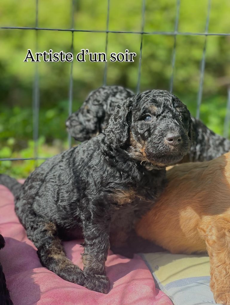 Grand Caniche Artiste d'un soir