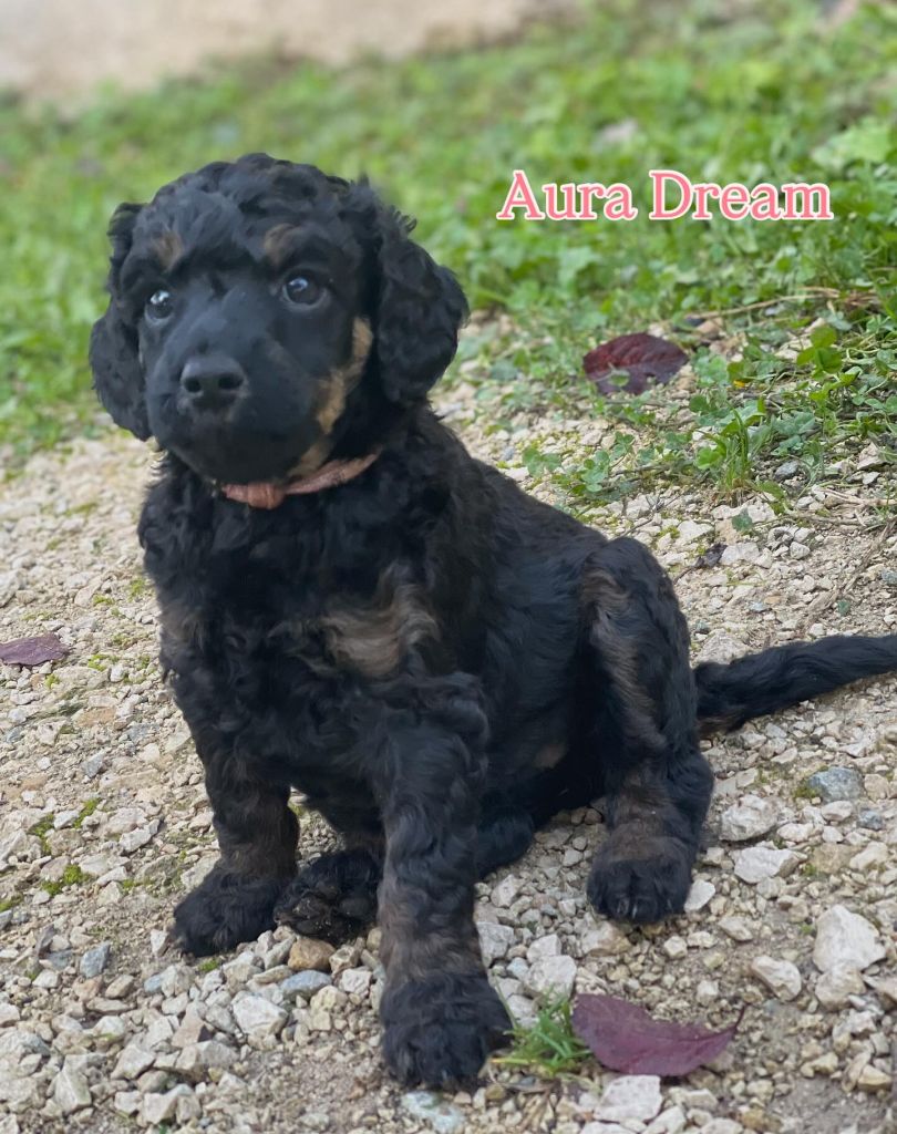 Grand Caniche Aura Dream