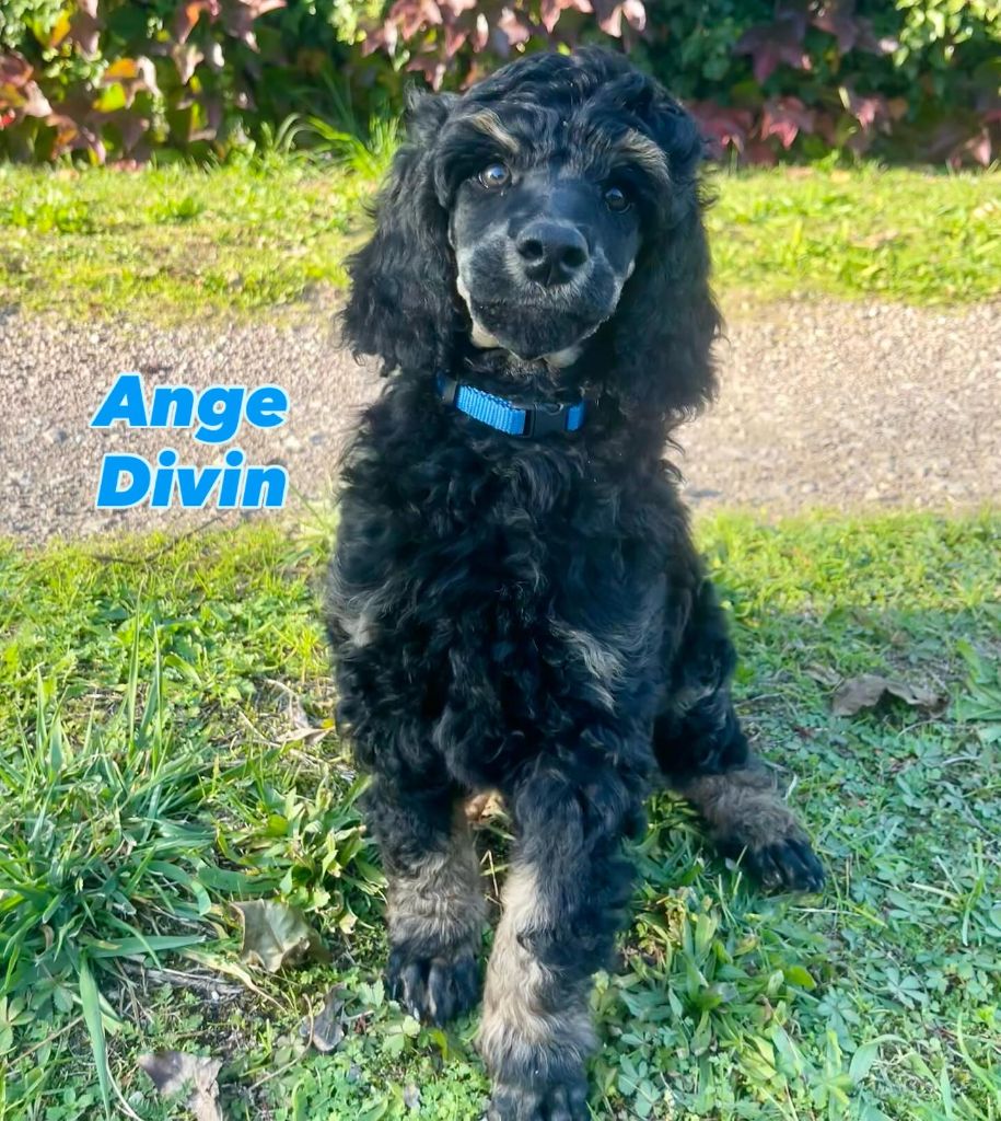 Grand Caniche Ange Divin