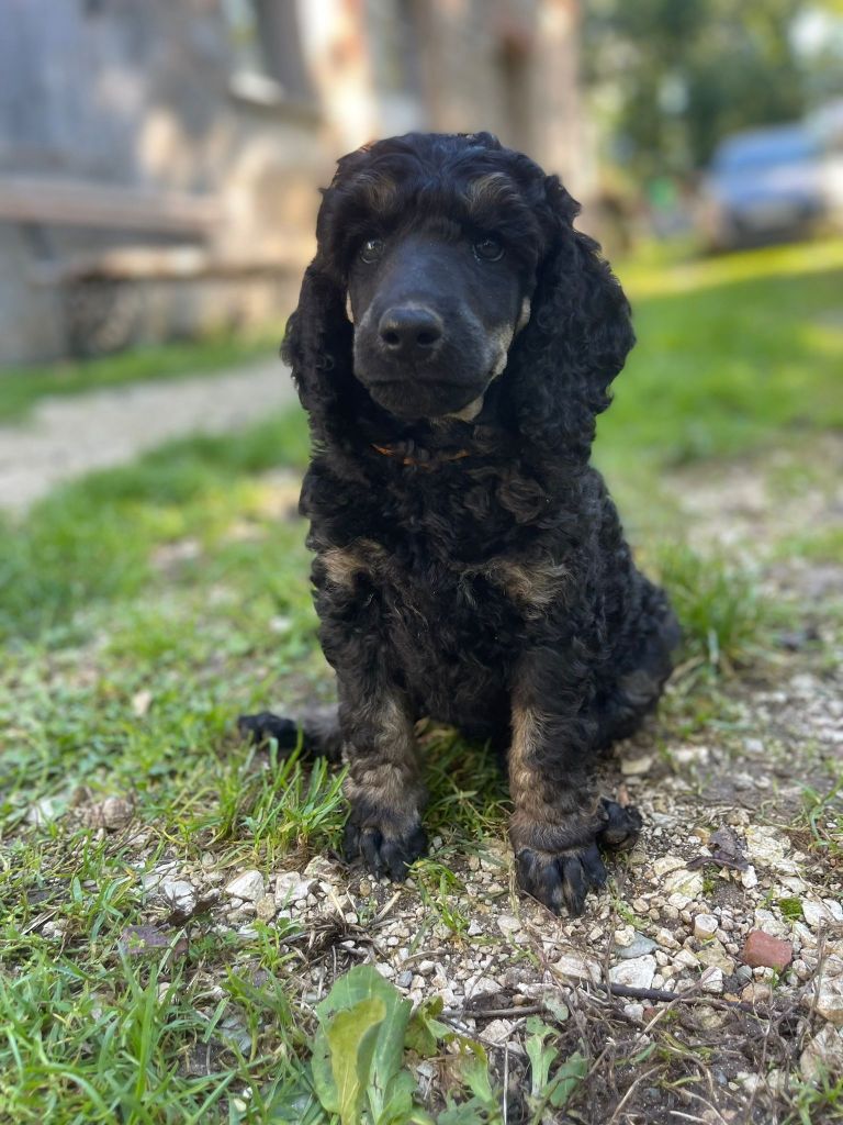 Grand Caniche Appy Life