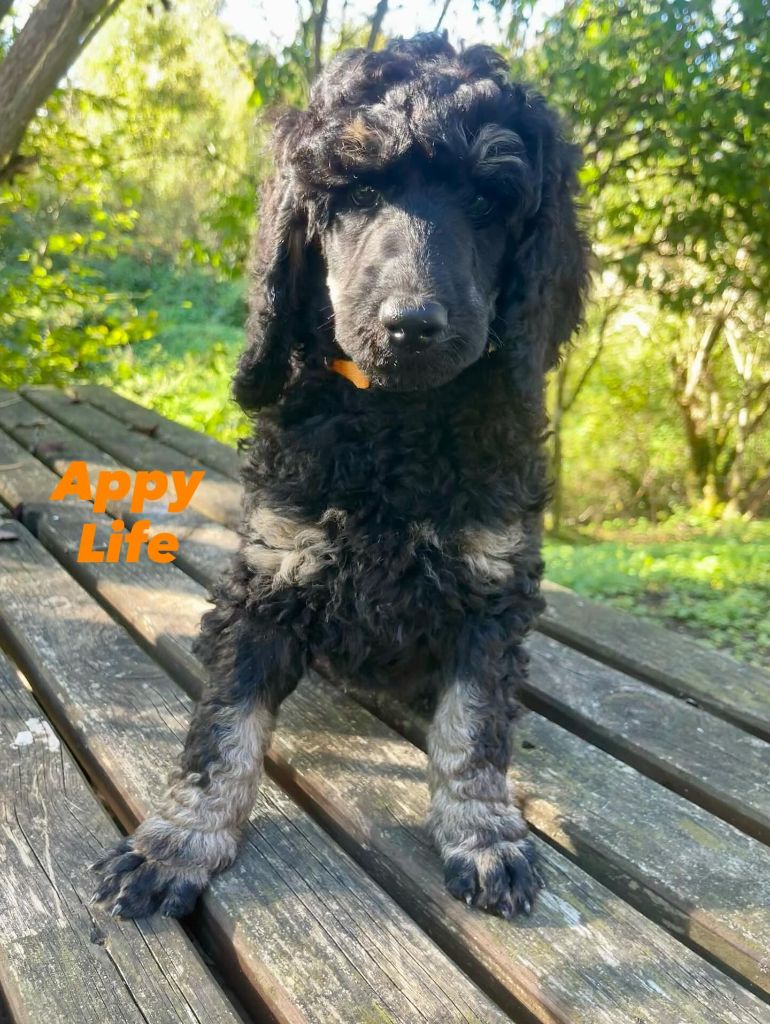 Grand Caniche Appy Life