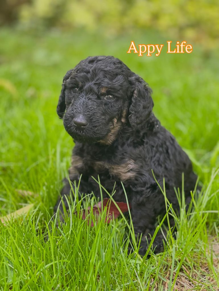 Grand Caniche Appy Life