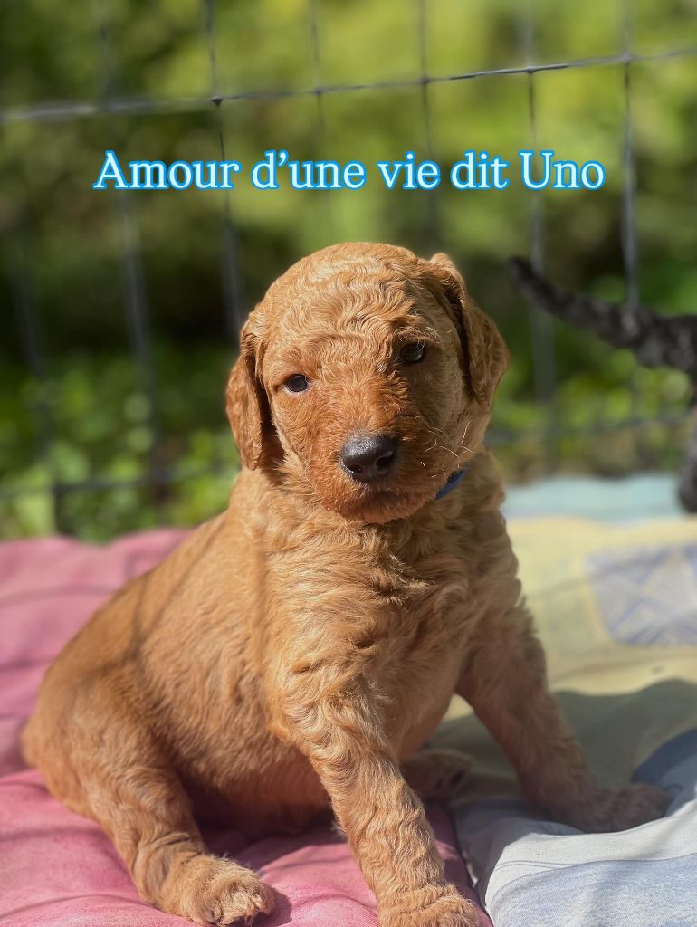 Grand Caniche Collier Amour d'une vie dit Uno