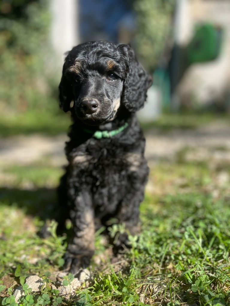 Grand Caniche Ange Divin