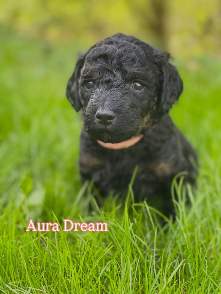 Grand Caniche Aura Dream