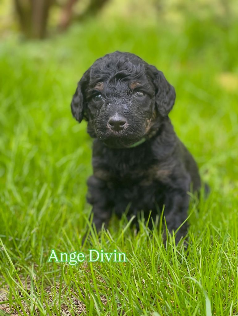 Grand Caniche Ange Divin