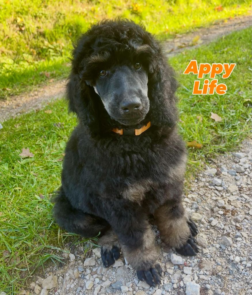 Grand Caniche Appy Life