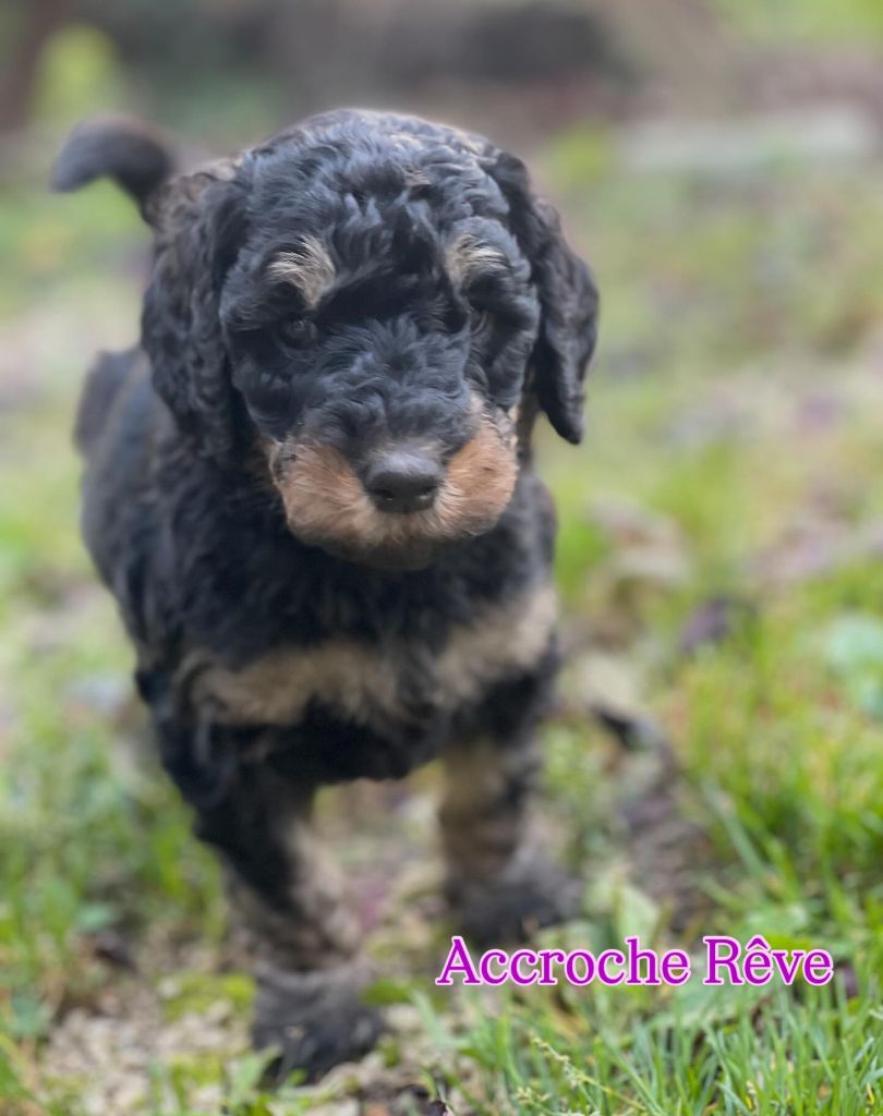 Grand Caniche Accroche Rêve