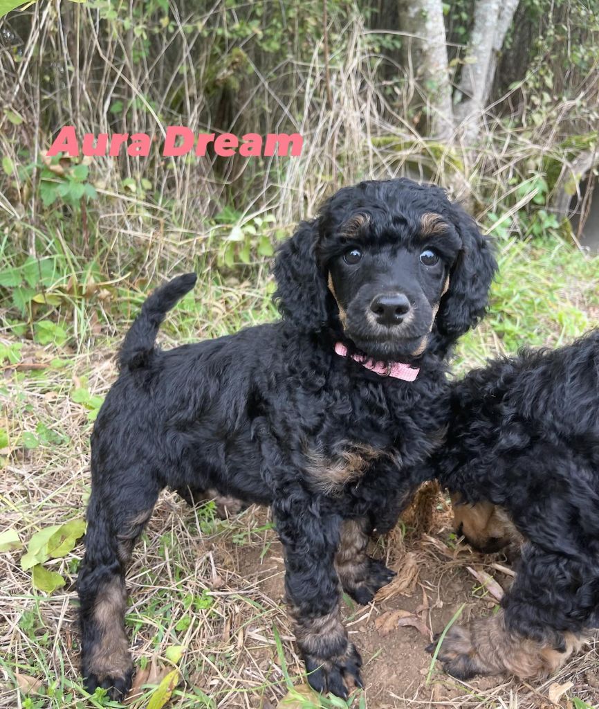 Grand Caniche Aura Dream