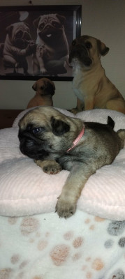 Les chiots de Carlin