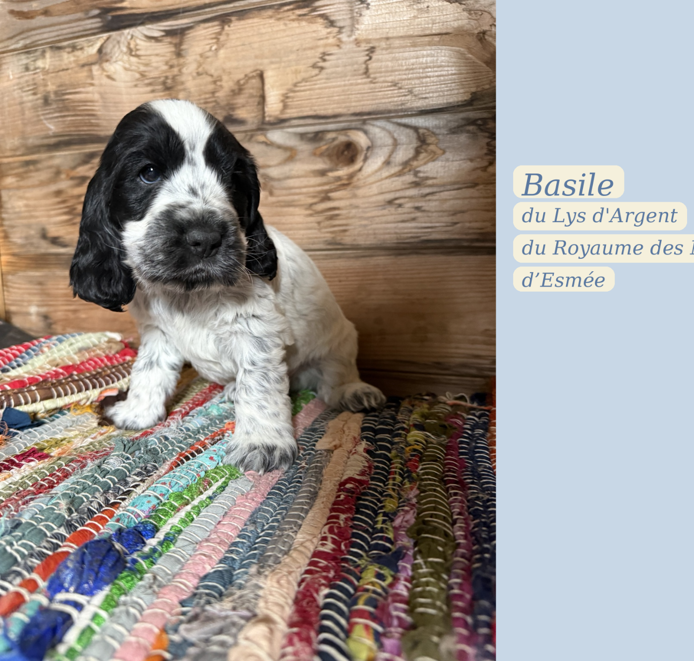 BASILE DU LYS D'ARGENT - Cocker Spaniel Anglais