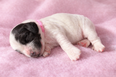 Les chiots de Cocker Spaniel Anglais