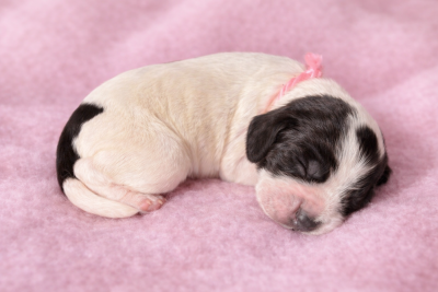 Les chiots de Cocker Spaniel Anglais