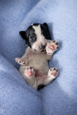 Les chiots de Cocker Spaniel Anglais