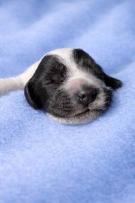Les chiots de Cocker Spaniel Anglais