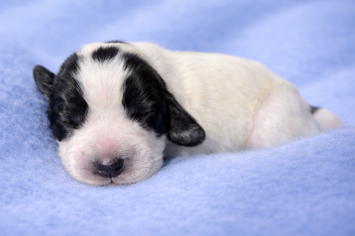 Les chiots de Cocker Spaniel Anglais