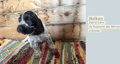 Les chiots de Cocker Spaniel Anglais