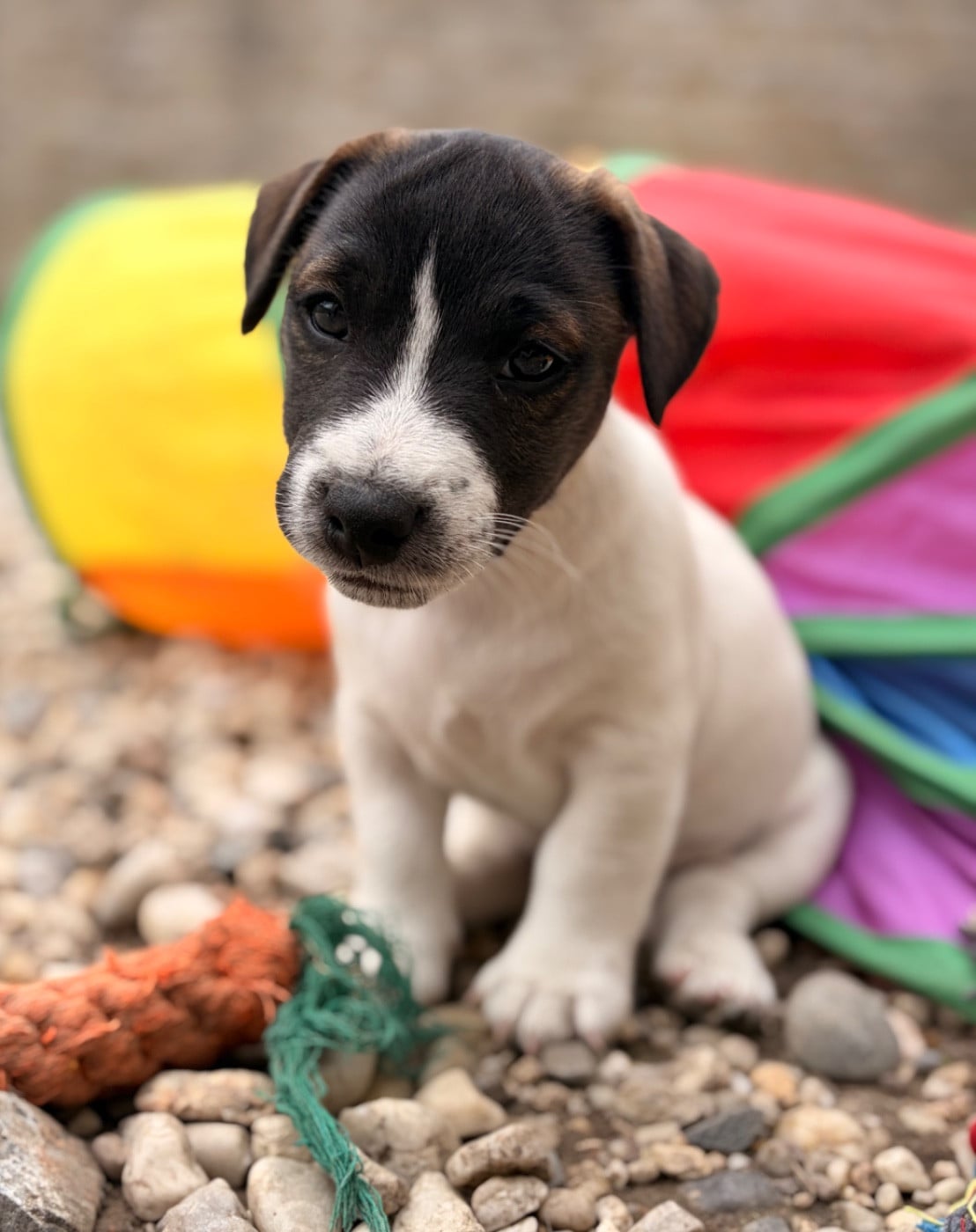 Jack Russell Terrier - du Jardin des Zouilles du Fresne