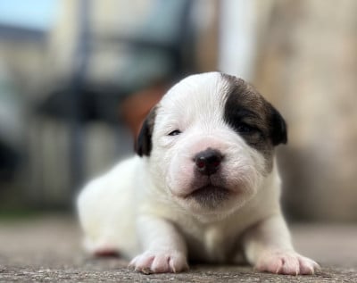 APPY - Jack Russell Terrier