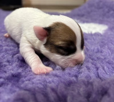 ARIANNE - Jack Russell Terrier