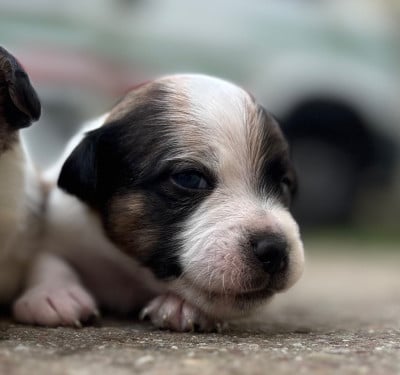 ARIBO POUR LA VIE - Jack Russell Terrier