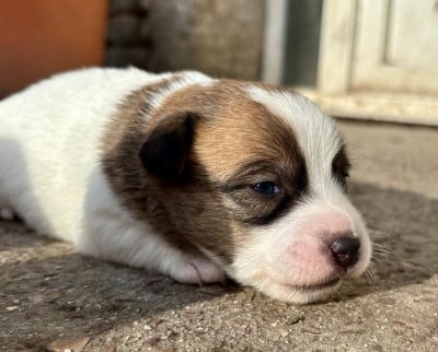AZARO - Jack Russell Terrier