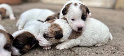 APOLON - Jack Russell Terrier