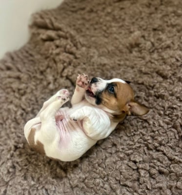 Les chiots de Jack Russell Terrier