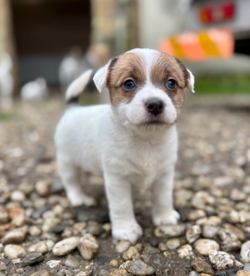 Les chiots de Jack Russell Terrier