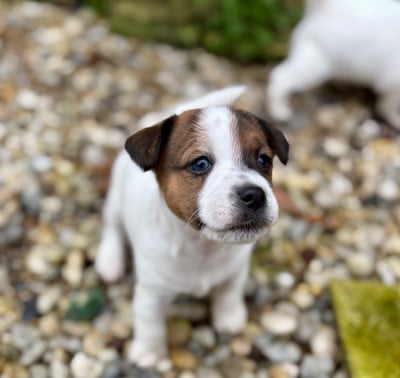 Les chiots de Jack Russell Terrier