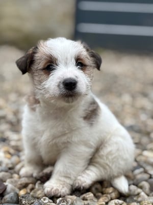 Les chiots de Jack Russell Terrier