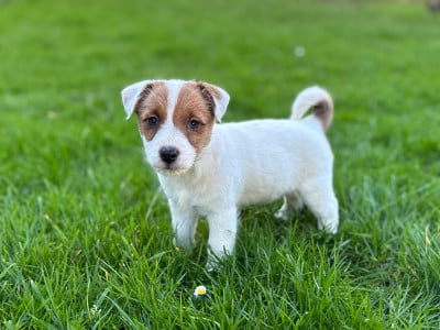 Les chiots de Jack Russell Terrier