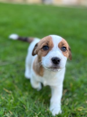 AZARO - Jack Russell Terrier