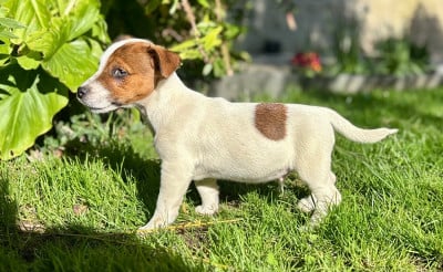Les chiots de Jack Russell Terrier