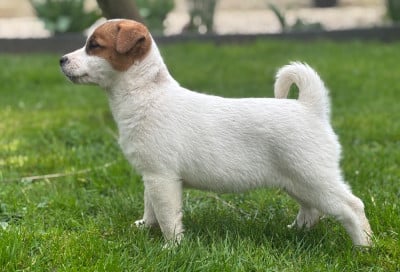 Les chiots de Jack Russell Terrier