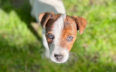 Les chiots de Jack Russell Terrier